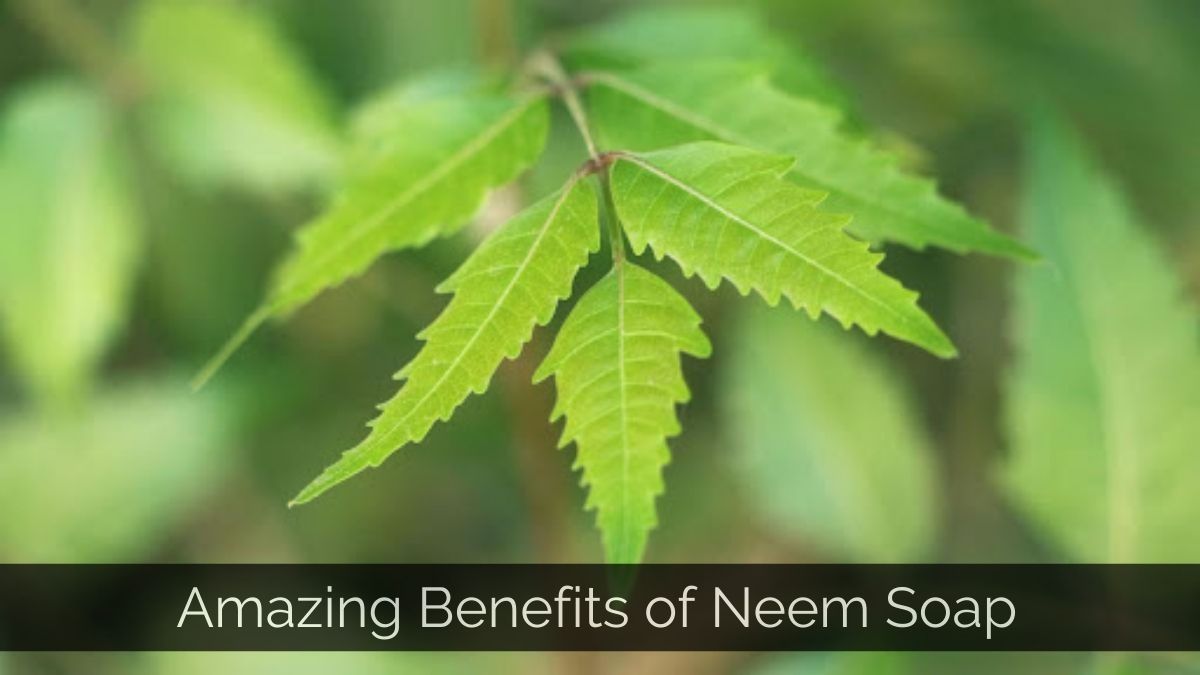 Neem Soap Benefits & Uses for Skin | Mamaearth