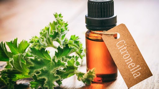 Citronella Oil - Benefits, How to Use for Skin?