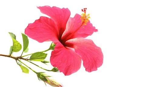 Hibiscus Uses - Benefits of Hibiscus Flower for Skin
