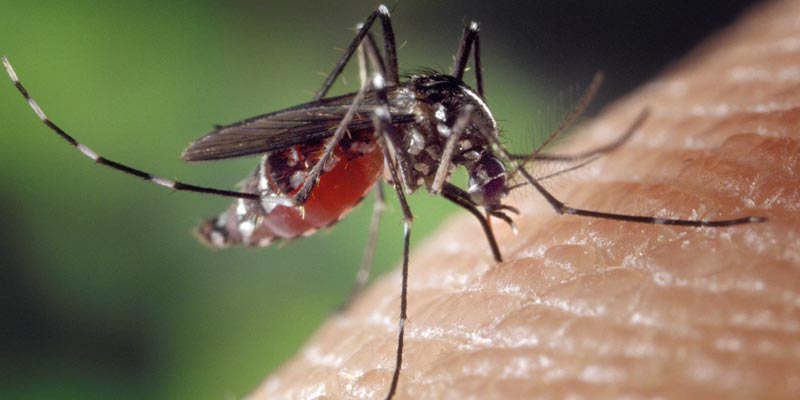 Hazardous effects of Insect bites you must know about