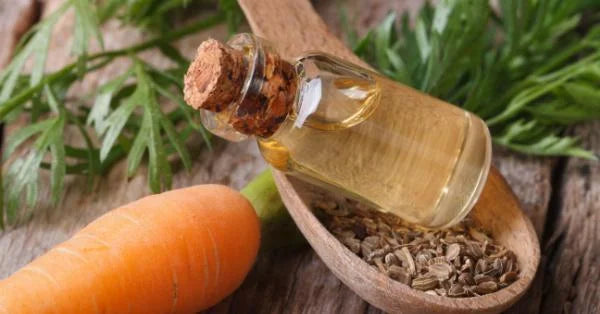 Carrot Seed Oil Benefits for Skin