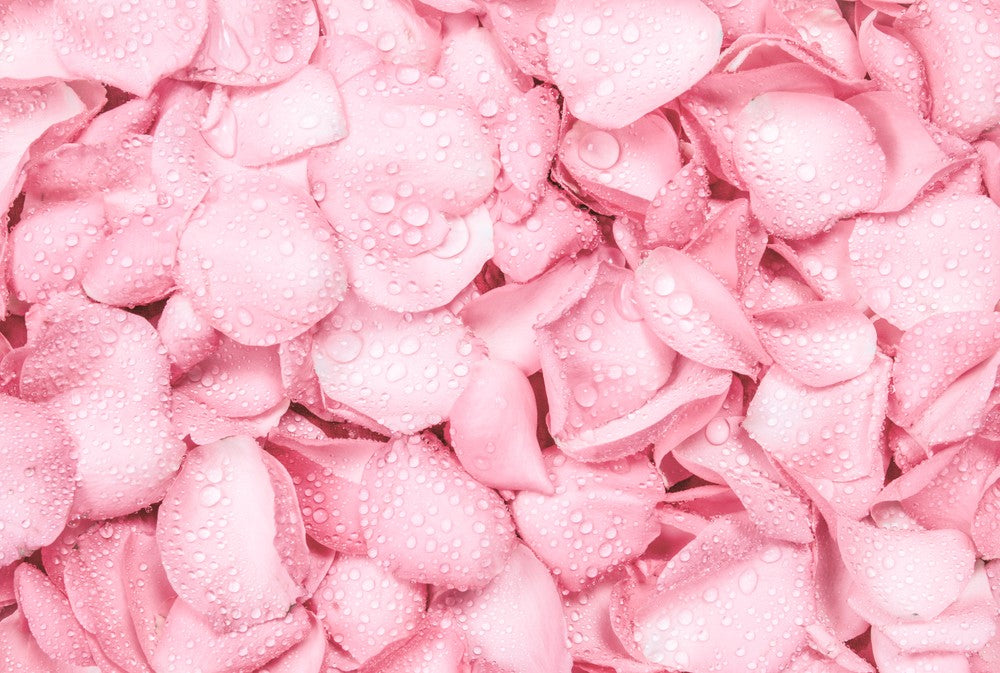 Rose Water and Skincare – Everything You Need To Know