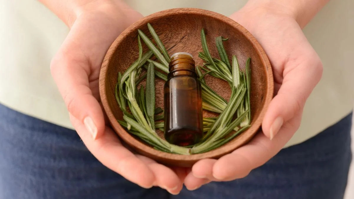 Rosemary for Hair Uses and Benefits | Mamaearth