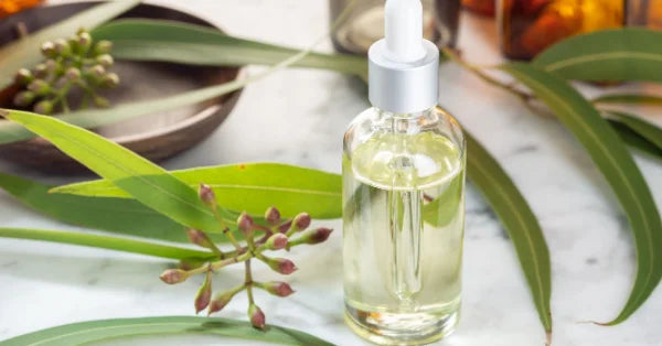 Know Eucalyptus Oil Benefits for Hair