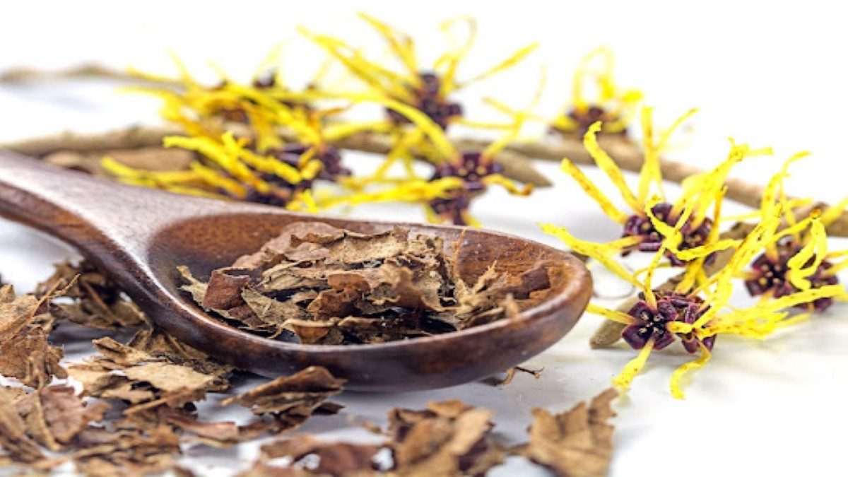 What is Witch Hazel? Uses & Benefits Of Witch Hazel for Skin