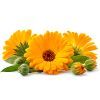 Calendula: