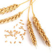 Wheat Amino Acids :