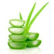 Aloe Vera: