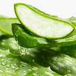 Aloe Vera: