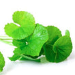 Gotu Kola: