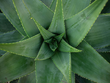 100*% Natural Aloe Vera Extract –