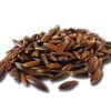 Black Oats :