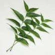 Neem:Neem