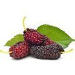 Mulberry: