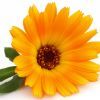 Calendula: