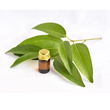 Eucalyptus Oil :