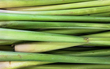 Lemongrass Extract :