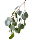 Eucalyptus Oil: