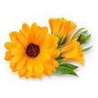 Calendula –