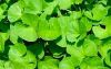 Brahmi :