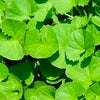 Brahmi :