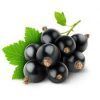 Black Currant :