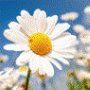 Daisy Flower Extract :