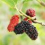 Mulberry Extract :