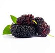 Mulberry :