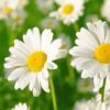 Daisy Flower Extract :