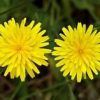 Hawkweed Extract :