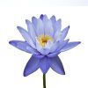 Lotus :