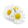 Chamomile :