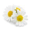 Chamomile :