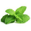 Peppermint::
