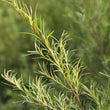 Tea Tree :