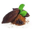 Theobroma Cacao: