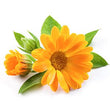 Calendula: