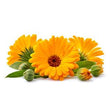 Calendula: