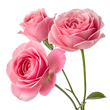 Rose Extract: