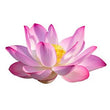Sacred Lotus: