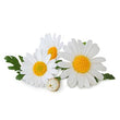 Daisy: