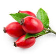 Rosehip :