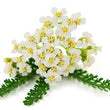 Yarrow Extract :