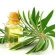 Tea Tree Oil: