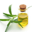 Rosemary Leaf Oil: