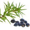 Indigo Oil: