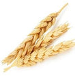 Wheat Amino Acids :