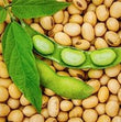 Soy Amino Acids :