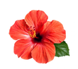 Hibiscus: